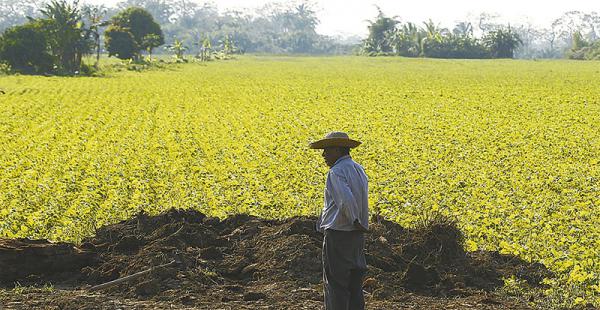 Agro cruceño: por falta de diésel, la siembra de verano no se&nbsp;completó