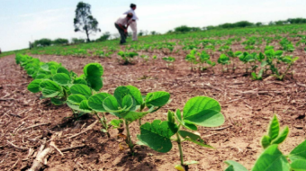 Costos de producción de soya suben hasta un 60% y afectan a pequeños productores